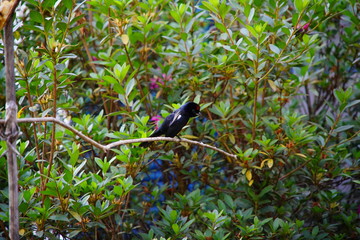 Black Hummingbird on a branch