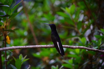 Black Hummingbird on a branch
