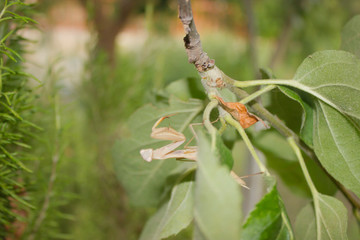 Praying mantis macro view