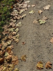 autumn leaves on the ground