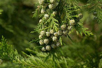Closeup of thuja fruits with copy space