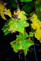 FIRST PLANE OF YELLOW AND GREEN TREE LEAVES. AUTUMN COLORS