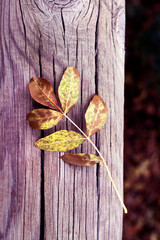 GREEN AND YELLOW LEAF ON BANK WOOD IN PARK 2. AUTUMN TIME.