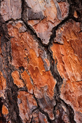 TEXTURE OF TREE TRUNK BARK