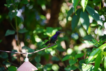 blue hummingbird on a branch