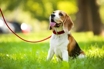 Fototapeten Beagle dog sitting on the grass in park © 5second