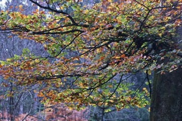 Autumn yellow red green alder leaves, Alnus