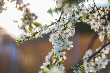 flowers in spring