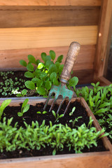 Seedlings growing in a wooden box