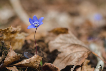 blue small flowers 