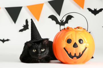 Black cat with candies in halloween bucket and paper bats on white background