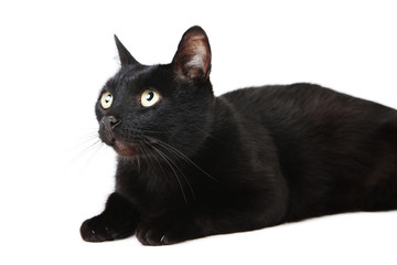 Black cat isolated on white background