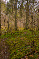 autumn in the forest