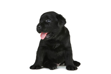 Labrador black puppy isolated on white background