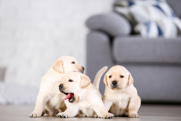 Beautiful labrador puppies at home