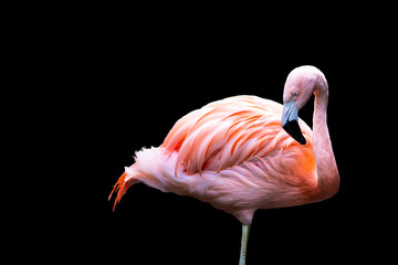 The American flamingo (Phoenicopterus ruber), isolated on black background. Large species of flamingo also known as the Caribbean flamingo