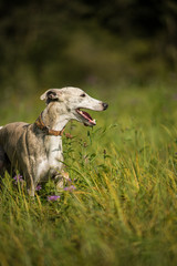 Obraz na płótnie Canvas Whippet dog in a meadow