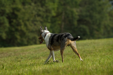 Short haired collie walking from behind in a meadow