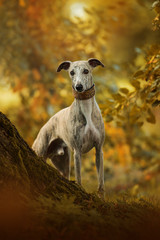 Whippet dog standing under a autumn tree