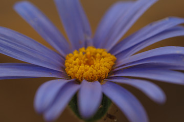 Closeup of a lovely lilac Aster natalensis flower with yellow stamens and anthers