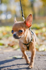 portrait of cute red haired chihuahua with black leash for a walk in the autumn park.
