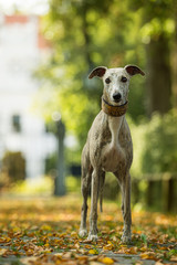 Whippet dog in a park