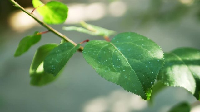 close-up of green leaves on a tree shivering at wind. sunny summer or spring day. depict clean environment or photosynthesis process. 4k uhd video footage