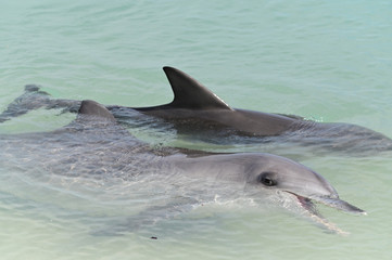 Indo-Pacific bottlenose female dolphin and cob at Shark Bay in Western Australia
