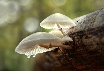 Pilze im Herbstwald.