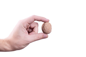 dry walnut in the hand isolated on white background.