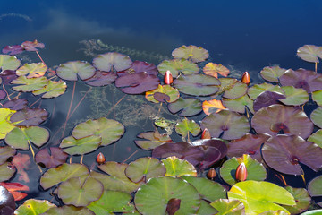 Seerosen Teich © Dirk