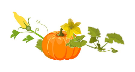 Ripe pumpkin vector image isolated on white background