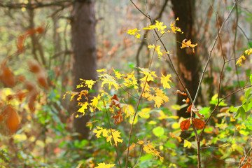 autumn leaves on tree 
