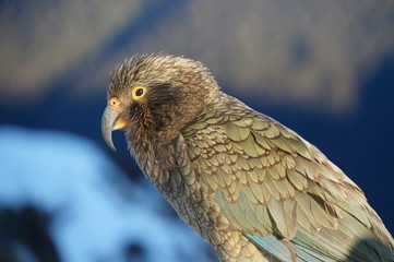 Kea at Brewster hut