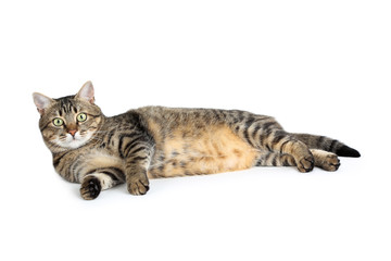 Beautiful cat lying on white background