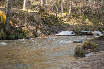 river in forest