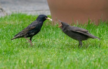 pigeon on grass