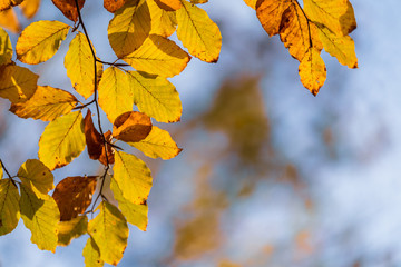 Fototapeta na wymiar Branch with beech leaves in autumn