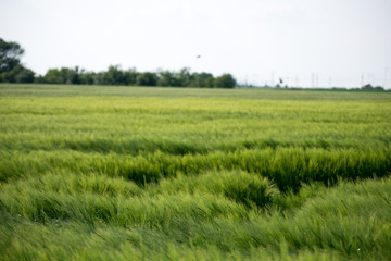 Fototapeta na wymiar green field of wheat