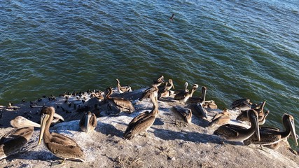 Fototapeta premium Pelicans gathering at San Luis Obispo Bay in California
