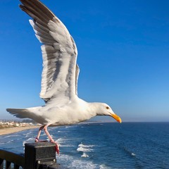 White seagull ready to fly over Pismo Beach in San Luis Obispo Bay, California