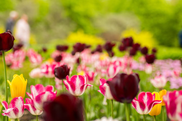red tulips in the garden