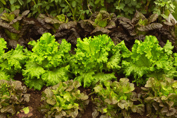 Summer crisp batavian lettuce varieties growing in organic garden