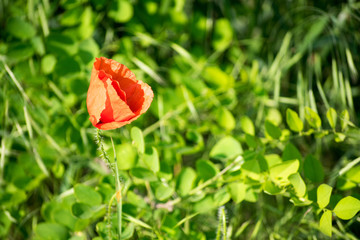 red poppy in a field