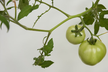 Tomato plant against a white background.