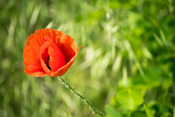red poppy in a field
