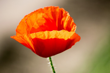 red poppy on a green background
