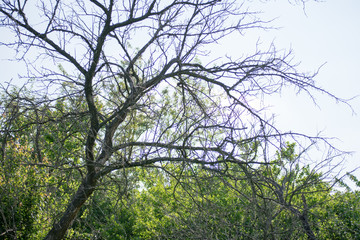 old tree in spring