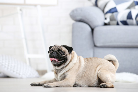 Pug dog lying on the floor at home
