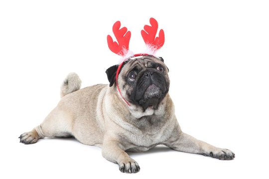 Pug dog in red horns on white background